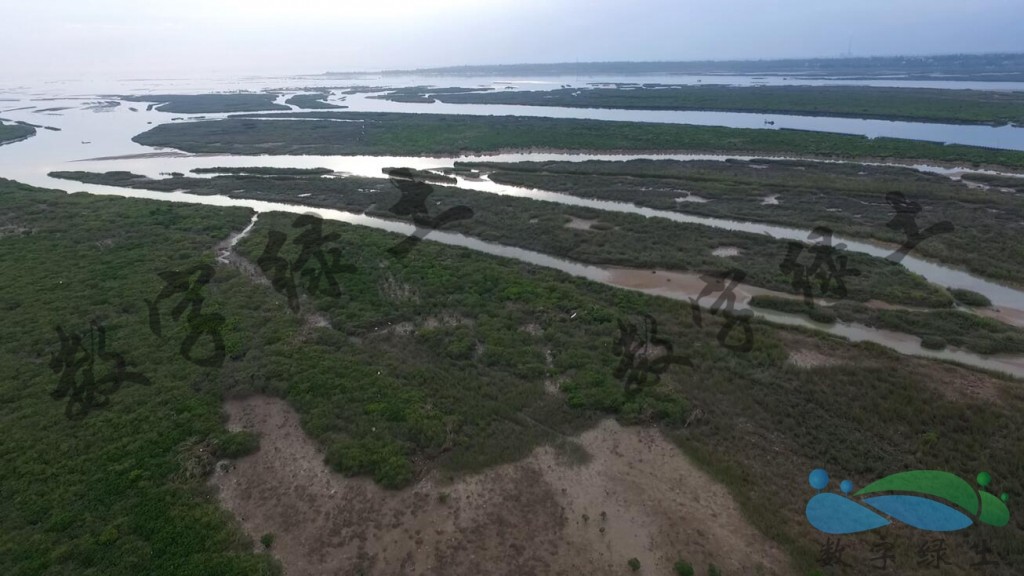 广西省合浦县海岸红树林