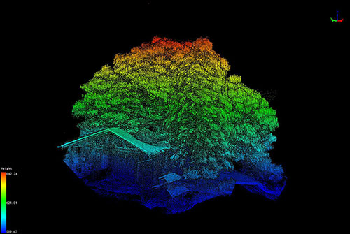 LiAir激光雷达数据展示——千年樟树